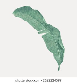 Ilustração de uma folha de banana verde com detalhes texturizados. A folha de bananeira é retratada em um estilo minimalista, mostrando seus tons verdes naturais e forma orgânica. Vetor de ilustração botânica vintage