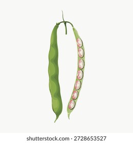 Illustration of a green bean pod, open to reveal pink beans inside. Green bean pod with pink beans, simple and clean design. Green bean pod illustration. Vintage vegetable illustration vector.