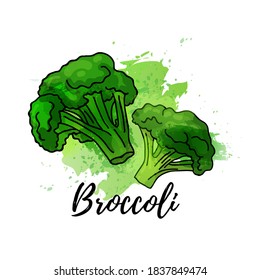 illustration of green broccoli. Vector watercolor splash background. Graphics for cocktails, fresh juice design. Natural organic vegetable label