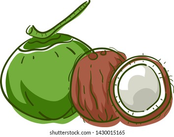 Illustration of Green and Brown Coconuts, a Superfood Fruit