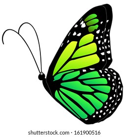 Illustration of a green butterfly on a white background 