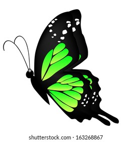 Illustration of a green butterfly on a white background 