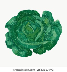 Illustration of a green cabbage with detailed leaves. Cabbage illustration showcases lush green color. Perfect for vegetable designs or educational materials. Vintage vegetable illustration vector.