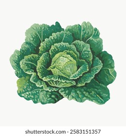 Illustration of a green cabbage with detailed leaves. The cabbage is lush and vibrant, showcasing its leafy texture. Cabbage illustration on a white background. Vintage vegetable illustration vector.