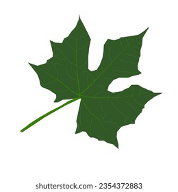 illustration Green castor leaf isolated on white background. Types of leaves for natural medicine.