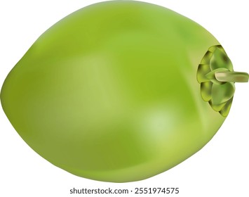 Illustration von grünem Kokosnuss-Vektordesign auf weißem Hintergrund