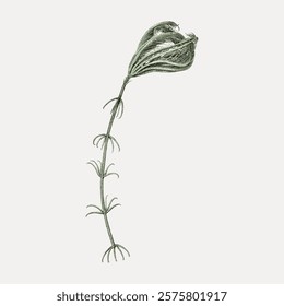 Illustration of a green crinoid with feathery arms. The crinoid features long, slender stems and intricate, feathery arms, showcasing its delicate structure. Vintage animal illustration, vector.