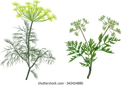 illustration with green dill and celery isolated on white background