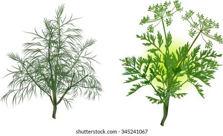 illustration with green dill and celery isolated on white background