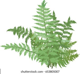 illustration with green fern isolated on white background