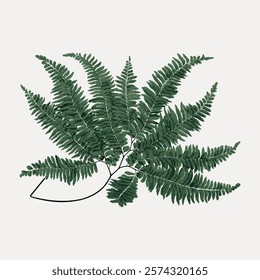 Illustration of a green fern leaf. The fern leaf is detailed and lush. Green fern leaf on a light background. Botanical art featuring a fern leaf. Vintage art drawing, isolated vector element.