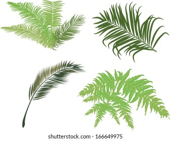 illustration with green fern and palm leaves isolated on white background