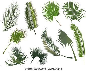 illustration with green fern and palm leaves isolated on white background