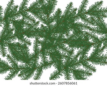 illustration with green fir branch isolated on white background