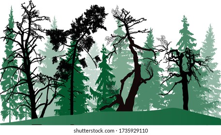 illustration with green forest isolated on white background