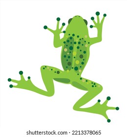 Illustration of green frog. Symbol of lake animal and wild nature on white background.