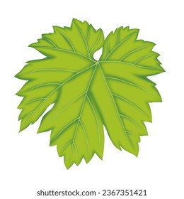 Ilustración de hojas verdes de uva