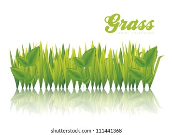 illustration of green grass isolated on white background, vector illustration