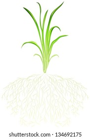 Illustration of a green grass on a white background