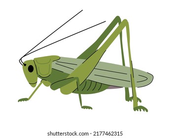 Illustration of green grasshopper. Insect vector illustration.