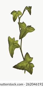 Illustration of green ivy leaves on a vine. Ivy leaves in a vertical arrangement. Detailed ivy leaves with a natural green hue. Botanical ivy leaves art. Vintage botanical illustration vector.
