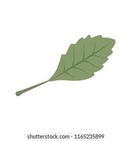 Illustration of a green leaf