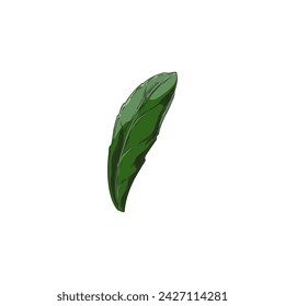 Illustration of green leaf of calendula flower. Botanical vector object isolated on white background. Template for design in detailed natural element.