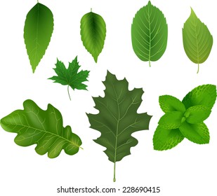 Illustration of green leaf collection