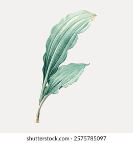 Illustration of a green leaf with detailed veins. The leaf is large, with a light green hue. Botanical art showcasing a single leaf with intricate details. Vintage botanical illustration, vector.