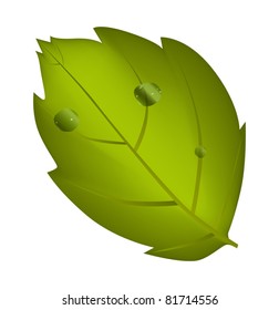 illustration with green leaf and drops isolated on white background