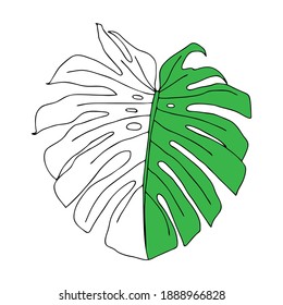 Ilustración de una monasta de hojas verdes aislada en un fondo blanco