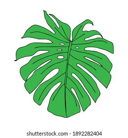 An Illustration of a green leaf monstera isolated on a white background