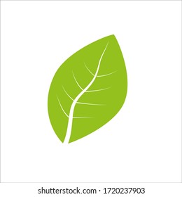 a illustration of green leaf natural