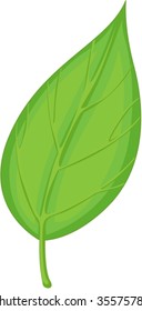 illustration of green leaf on white