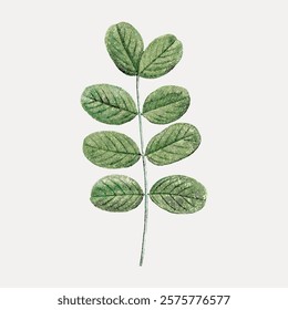 Illustration of a green leaf stem with multiple oval leaves. Botanical art with green leaves. Simple leaf design on a light background. Leafy green stem. Vintage art, isolated vector element.