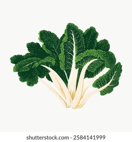 Illustration of green leafy chard with white stalks. Chard leaves are vibrant and fresh. Green chard is depicted with detailed texture and lush appearance. Vintage vegetable illustration vector.