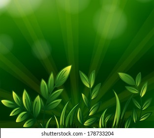 Illustration of the green leafy plants