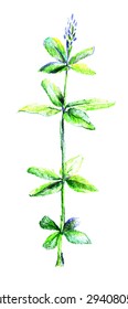 Illustration of a green leaves