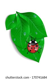 Illustration of green leaves bunch with ladybird and waterdrops isolated