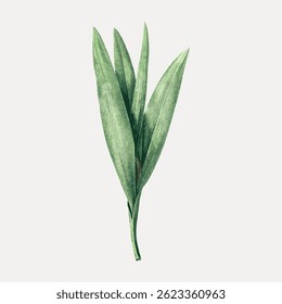 Illustration of green leaves on a light background. The leaves are elongated and pointed. Green leaves are depicted with a textured, natural look. Vintage botanical illustration vector.