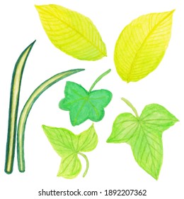 illustration of green leaves from tropical plants made with watercolors