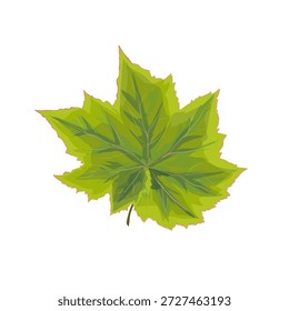 Illustration von grünen Blättern ohne Hintergrund