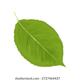 ilustração de folhas verdes sem fundo