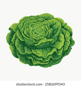 Illustration of a green lettuce head with detailed, layered leaves. The lettuce is vibrant and fresh, showcasing its natural texture and leafy appearance. Vintage vegetable illustration vector.