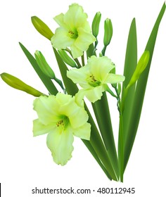 illustration with green lily isolated on white background