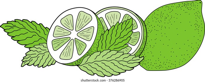Illustration of green lime with mint leaves.