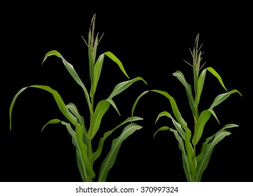 illustration with green maize plants isolated on black background