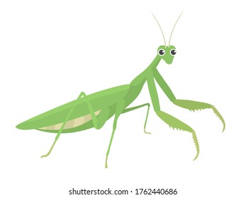 Illustration of a green mantis.