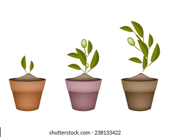 Illustration of Green Olives and Leaves Hanging on Small Tree Branch in Terracotta Flower Pots for Garden Decoration. 