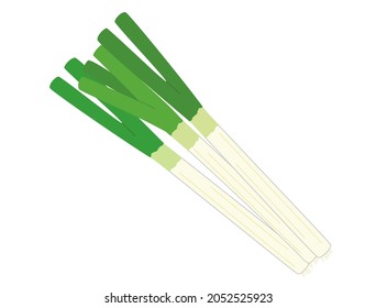It is an illustration of green onions.